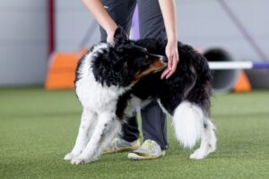 Hond wordt begeleid bij een dynamische rekoefening op een agilityveld