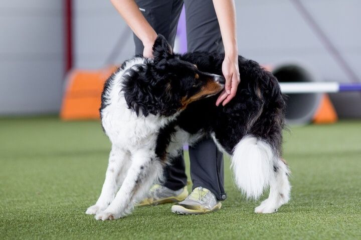 Hond wordt begeleid bij een dynamische rekoefening op een agilityveld