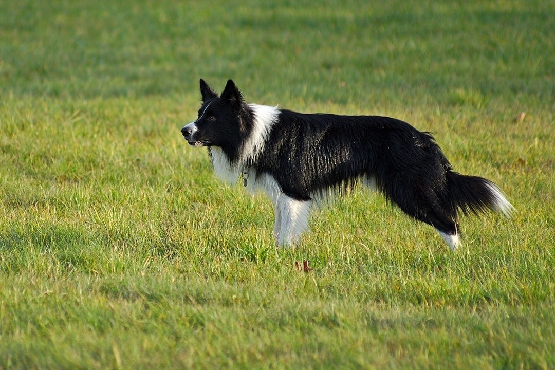 Zwart-witte bordercollie staat alert op een grasveld